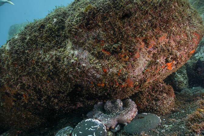 Funchal: Scuba Diving Experience for Beginners - Inclusions and Amenities