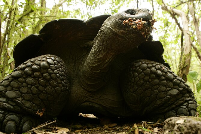 Galapagos Intensive 5 Days, Land Base (3islands) Excludes Galapagos Flight - Included Activities