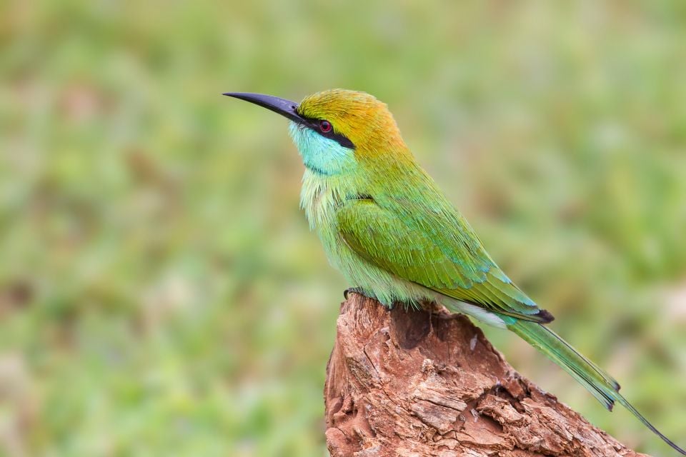 Galle/Mirissa: Yala & Udawalawe Safari Day Trip With Picnic