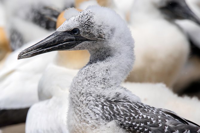 Gannet Safaris Overland Tour to Cape Kidnappers Gannet Colony