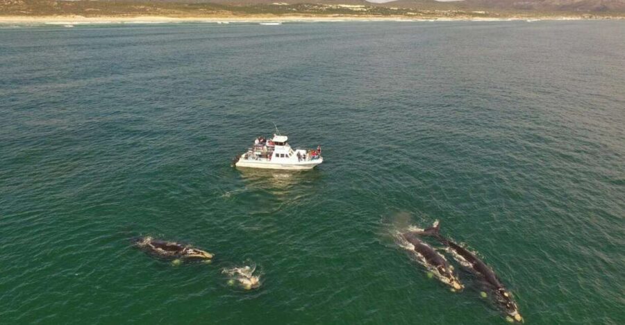 Gansbaai: Whale Watching Trip by Boat