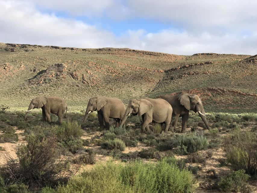 Garden Route Safari and Great White Shark Diving - Safari Experience