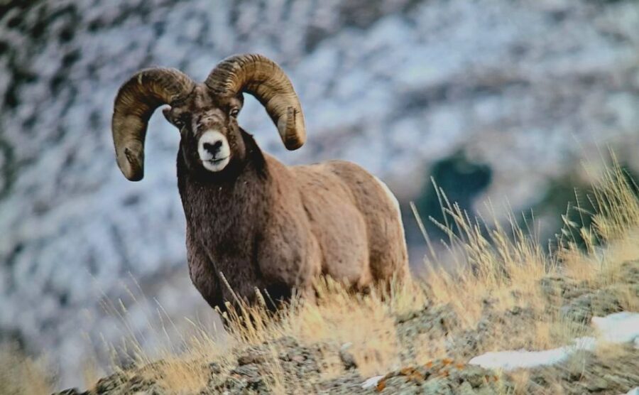 3 Best National Park Tours In Gardiner Montana