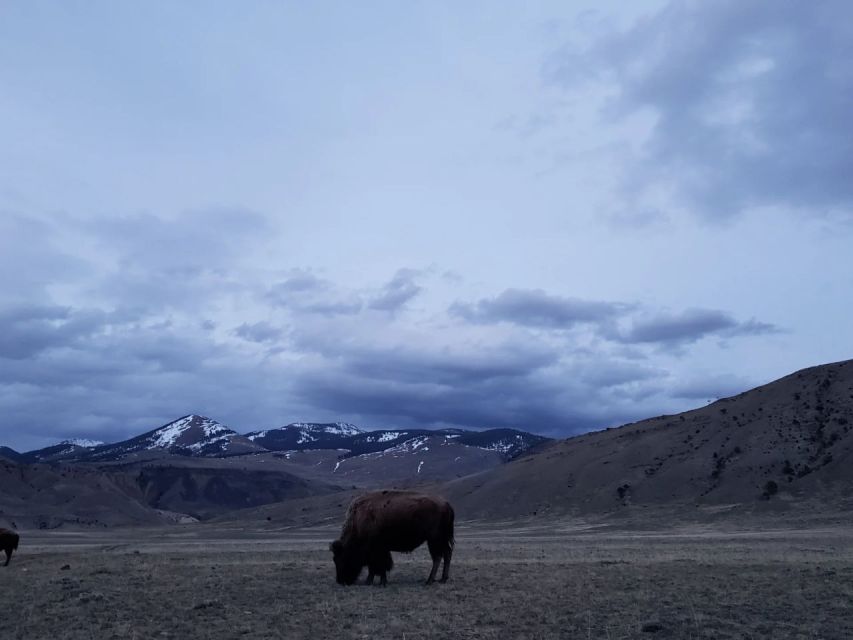3 Best Guided Tours In Gardiner Montana