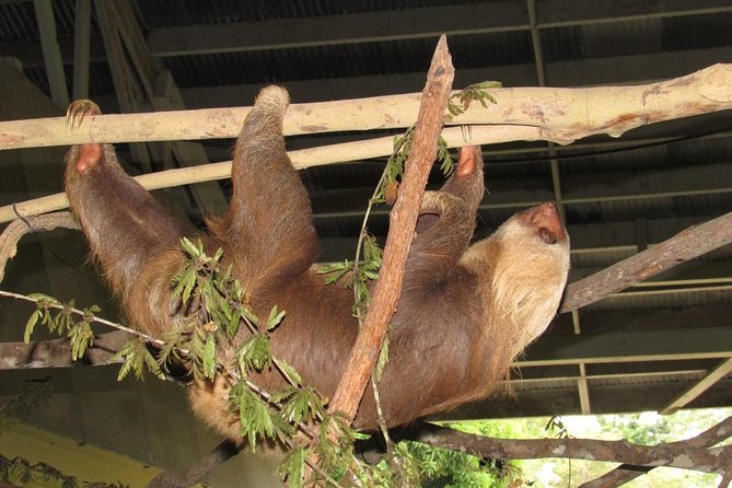 Gatun Lake & Panama Canal Wildlife Boat Tour and Sloth Sanctuary
