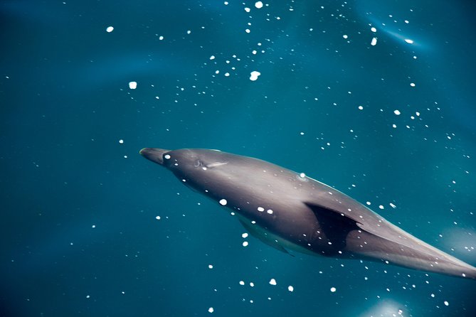 Gibraltar Dolphin Adventure