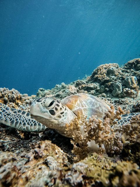 Gili Island: Group or Private Snorkeling Tour - Tour Overview and Pricing