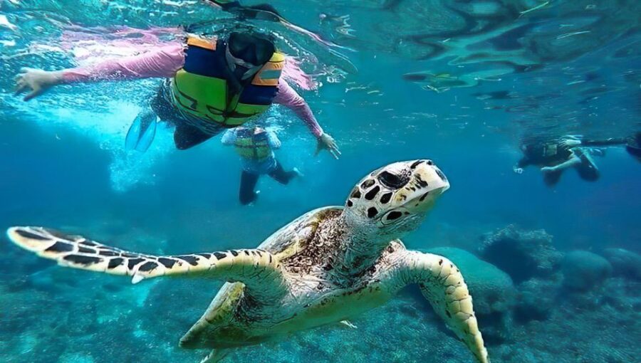 Gili Islands Snorkeling Adventure - Overview and Pricing