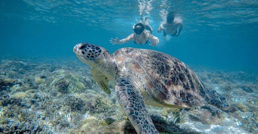 Gili Trawangan : Half Day Snorkeling With Turtle and Statue