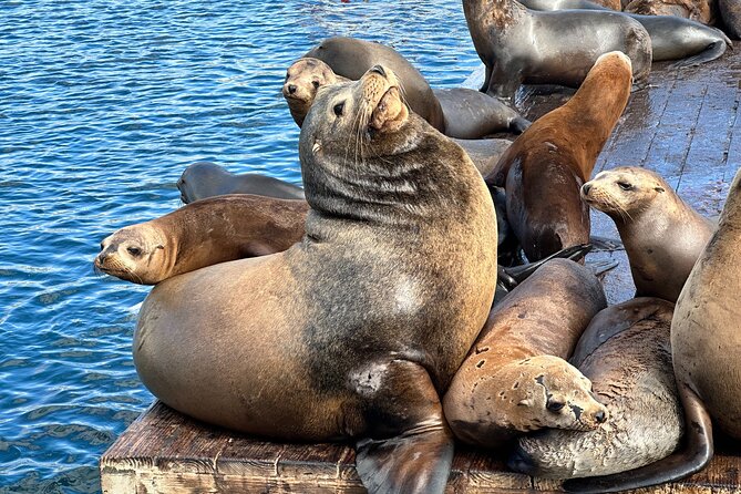 Glass Bottom Boat Ride in Redondo Beach