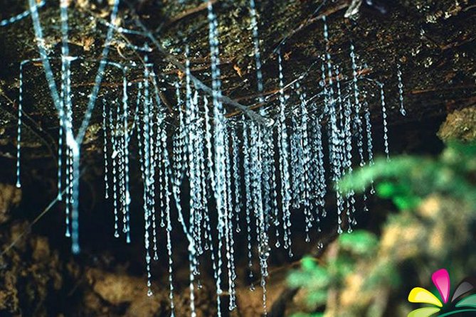 Glow Worm Evening Eco-Adventure From the Gold Coast - Overview of the Eco-Adventure