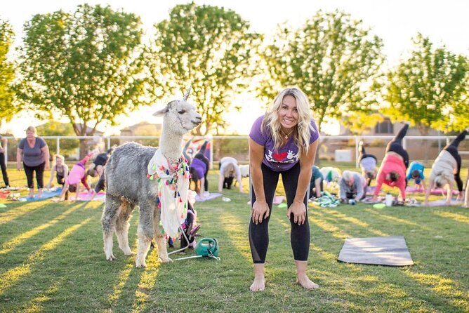 Goat and Alpaca Yoga Gilbert Arizona
