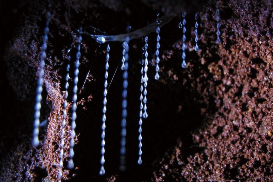 Gold Coast: Natural Bridge Glow Worm Night Tour - Tour Overview and Pricing