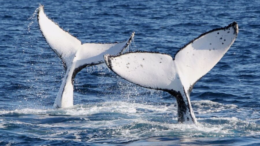 Gold Coast: Whale Watching Guided Tour on a Superyacht