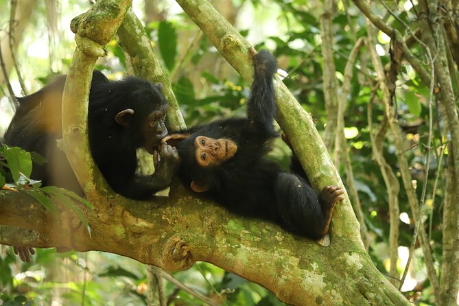 Gombe National Park Chimpanzee Trekking