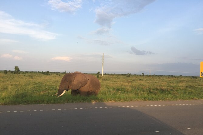 Gorilla & Chimpanzee Trekking in Uganda – 5 Days