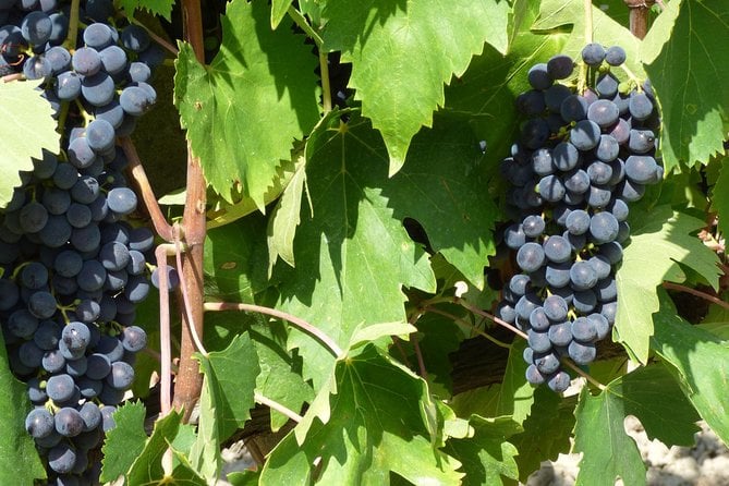Gourmet Wine Tour San Gimignano Wine Tasting - San Quirico Winery