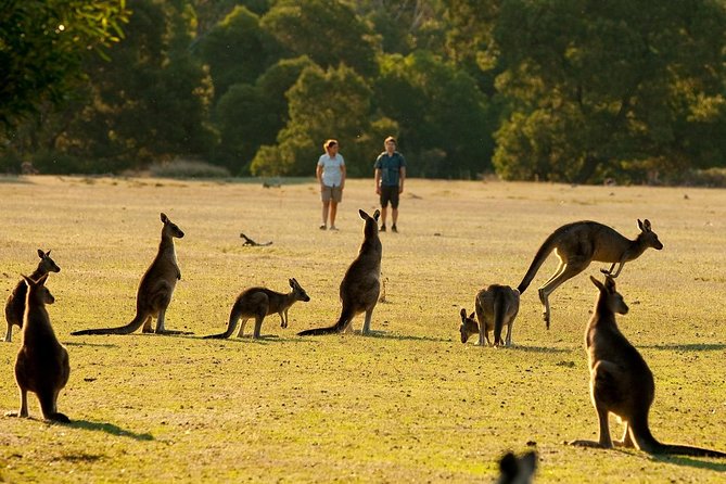Grampians National Park Small-Group Eco Tour From Melbourne