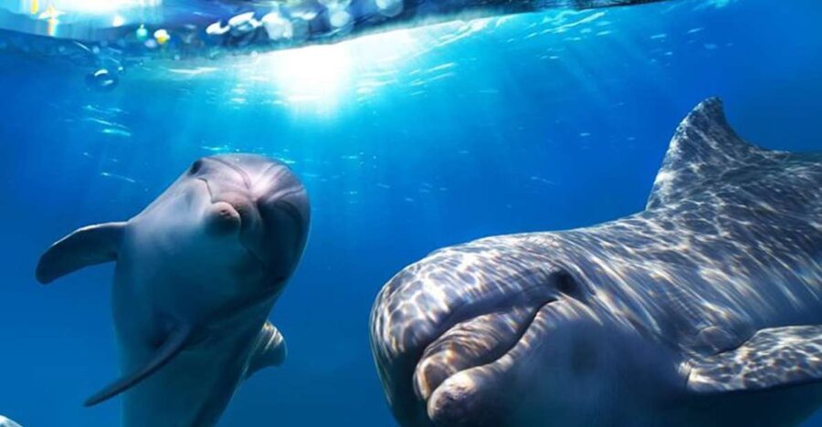Gran Canaria: Dolphin and Whale Watching Cruise