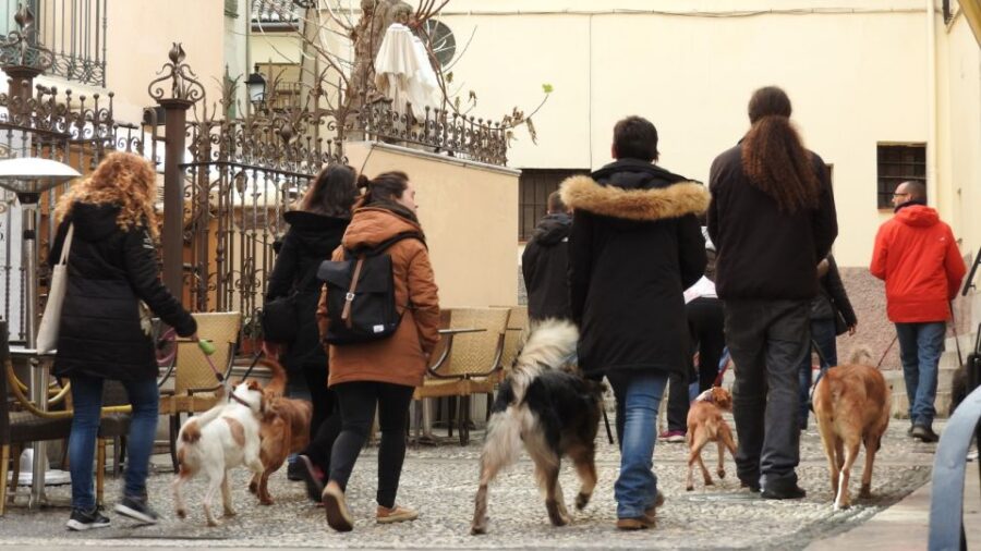 Granada: Guided Realejo Tour With Pets