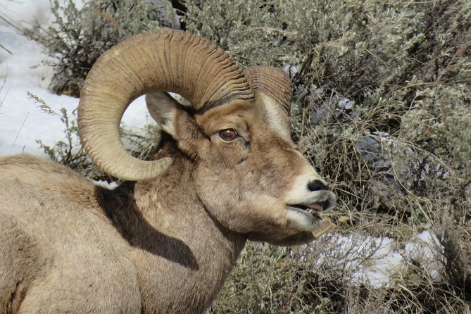 Grand Teton Park & Jackson Hole – PRIVATE Full-Day Wildlife Tour