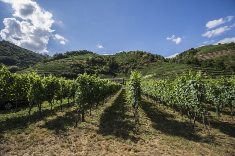 Grape Grazing: Wachau Valley Winery Biking Tour