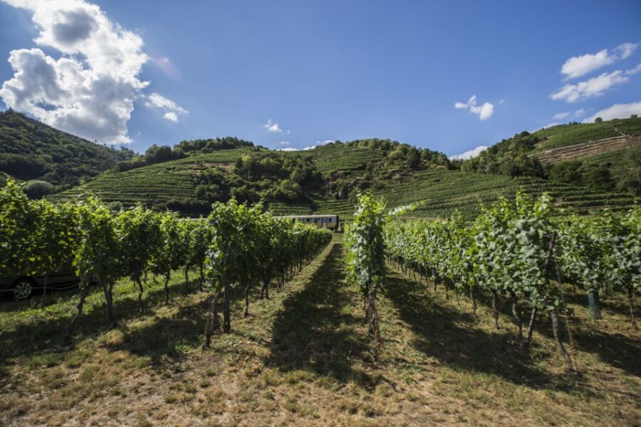 Grape Grazing: Wachau Valley Winery Biking Tour