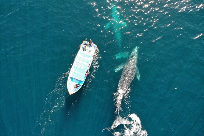 Gray Whale Watching Tour With Marine Biologist and Small Group - Inclusions