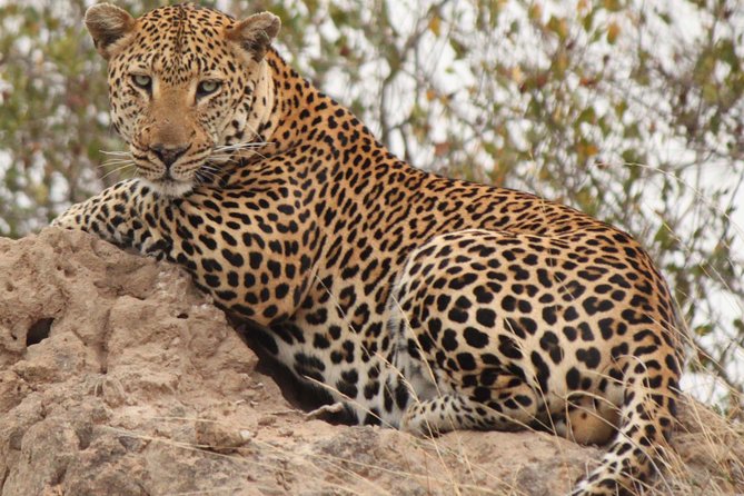 Greater Kruger National Park 4 Day Safari at a Private Game Lodge