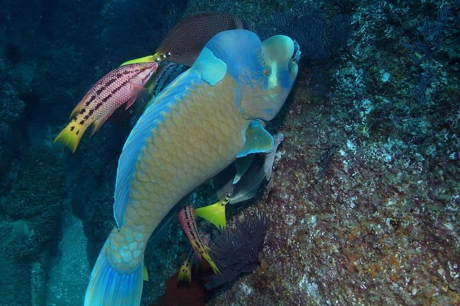 Guided by Divemaster, Cabo San Lucas Short Snorkeling Tour MANTA - Highlights of the Excursion