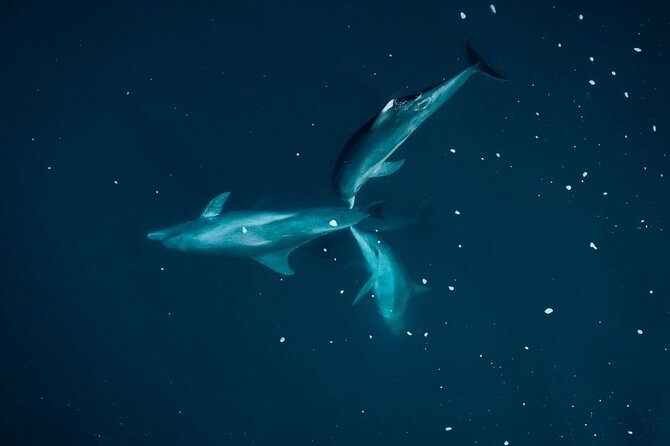 Guided Kayak 2-Hour Activity With Dolphins