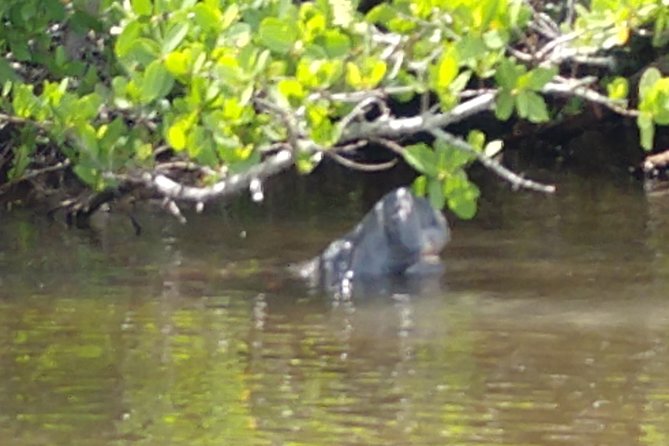 Guided Kayak Tour With Manatee & Dolphin Sightings - Tour Overview