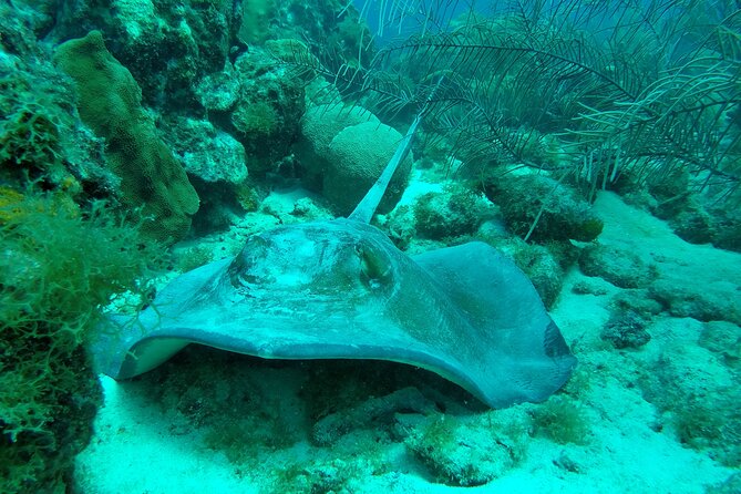 Guided Shore Dive on One of Our House Reefs for Certified Divers. - Preparing for the Dive