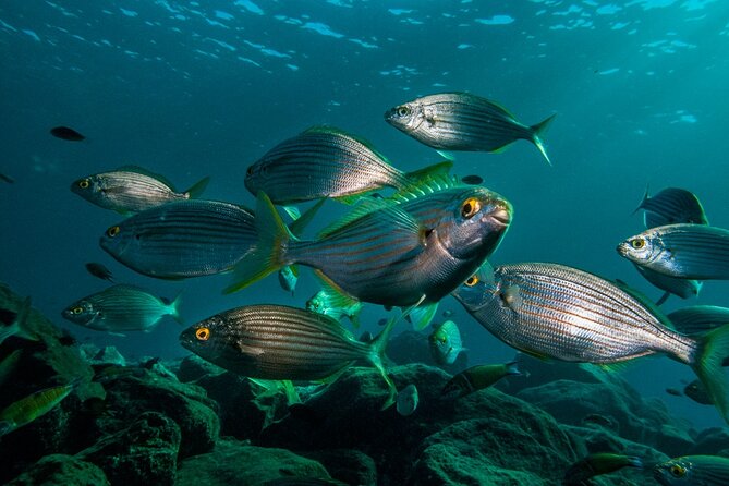 Guided Snorkel Experience