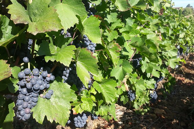 Guided Tour and Wine Tasting in the Northern Rhône Valley