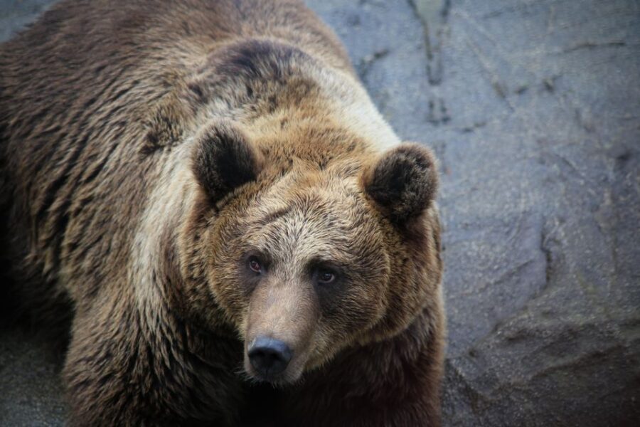 Guided Tour in Ranua Zoo With Hotel Pick up