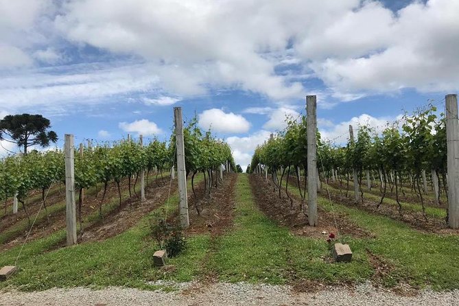 Guided Tour With Wine Tasting at Casa Seganfredo – Gramado