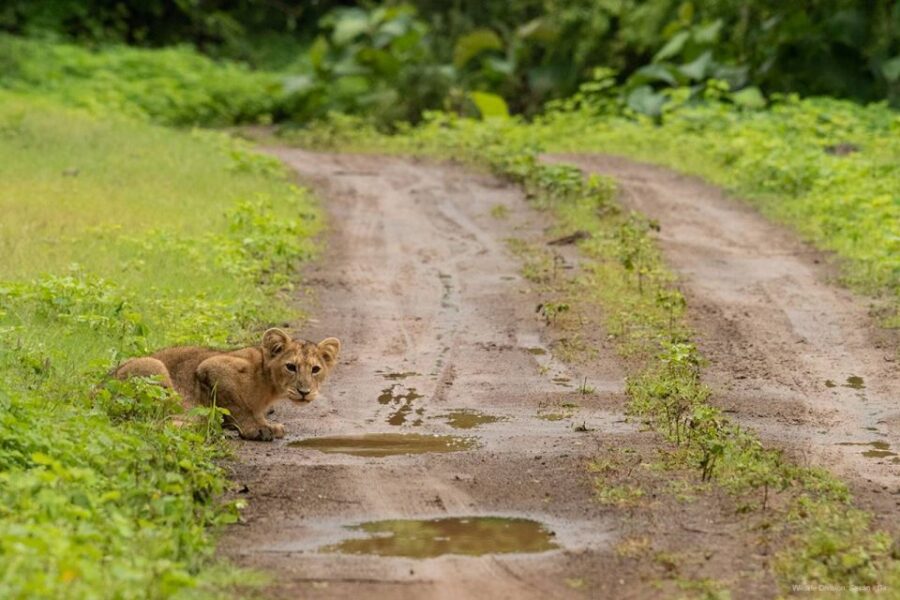 Gujarat: Gir National Park Forest Lion Safari in Open Jeep