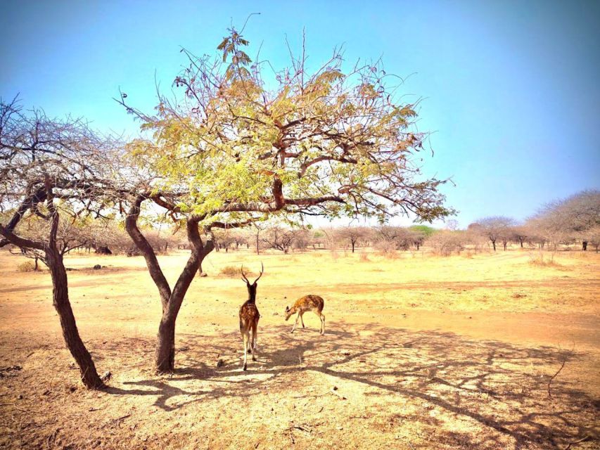 2 Best National Park Tours In Gujarat