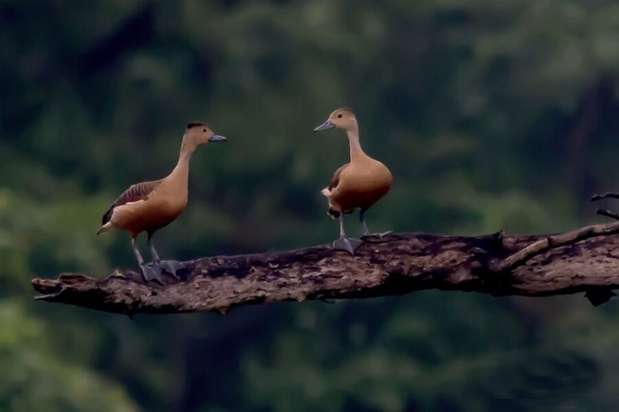 Habarana: Guided Birdwatching Tour