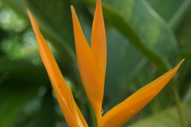 Half-Day El Yunque National Forest Tour From San Juan