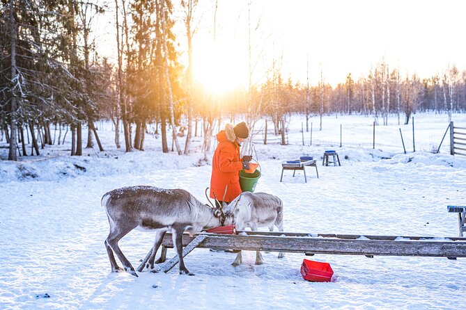 Half-Day Experience in Local Reindeer Farm in Lapland - Reindeer Farm Visit