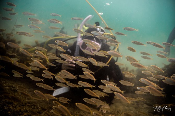 Half Day Guided Dive Tour, Goat Island Marine Reserve