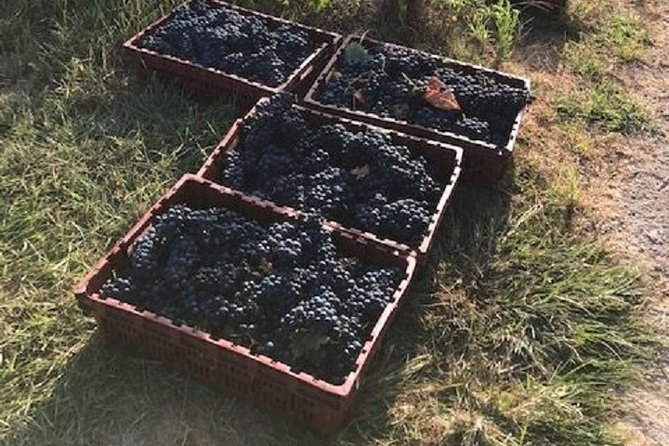 Half-Day Guided Tour of North Texas Wineries and Vineyards With Wine Tastings