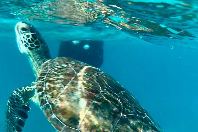 Half Day Luxury Catamaran Turtle Snorkel And Beach