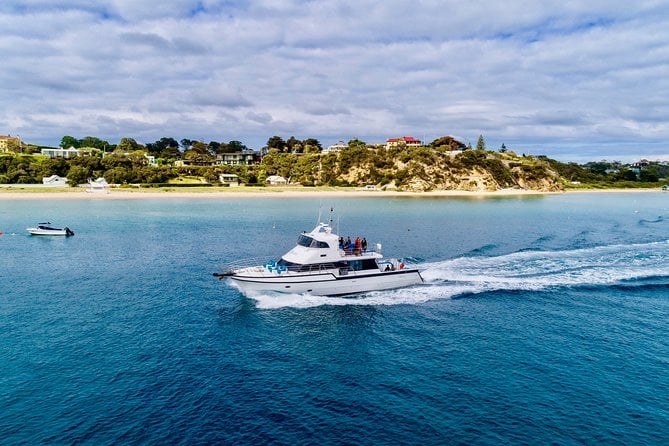 Half-Day Mornington Peninsula Dolphin and Seal Swim From Sorrento - Duration and Location