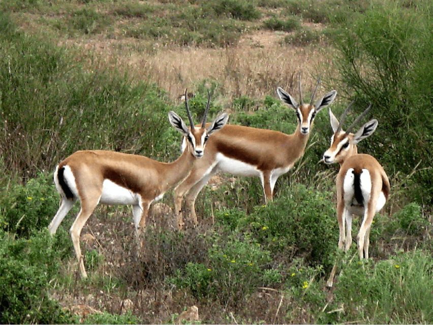 Half-Day National Park And Desert Experience With Lunch