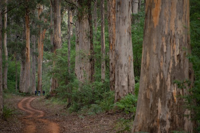 Half-Day Pemberton National Parks Beach and Forest Eco Adventure