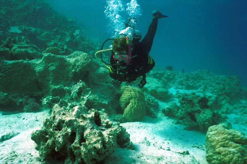 Half-Day: Professionals Diving in Open Water Tour With Lunch - Tour Overview and Pricing