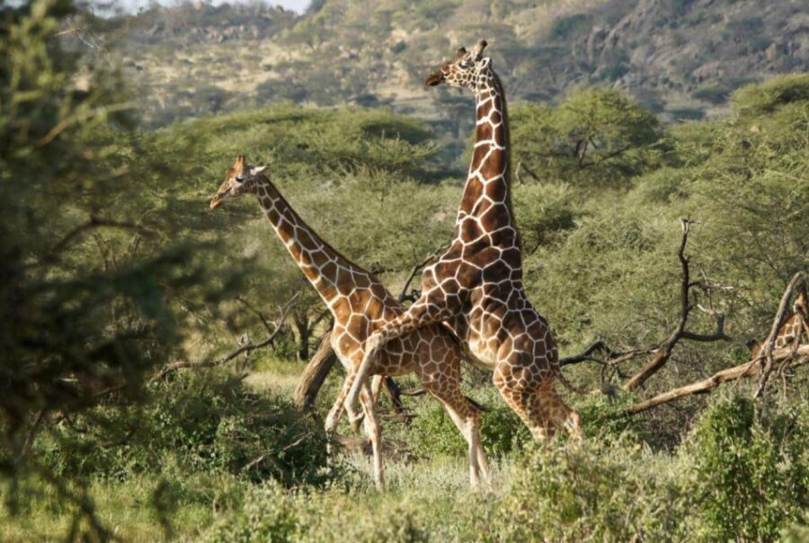 Half-Day Tala Game Reserve & Natal Lion Park From Durban